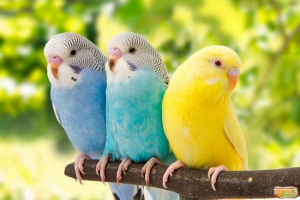 Životni vijek valovitih papiga u uvjetima zatočeništva? Životni vijek valovitih papiga u uvjetima zatočeništva?